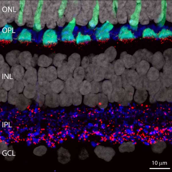 primate retina